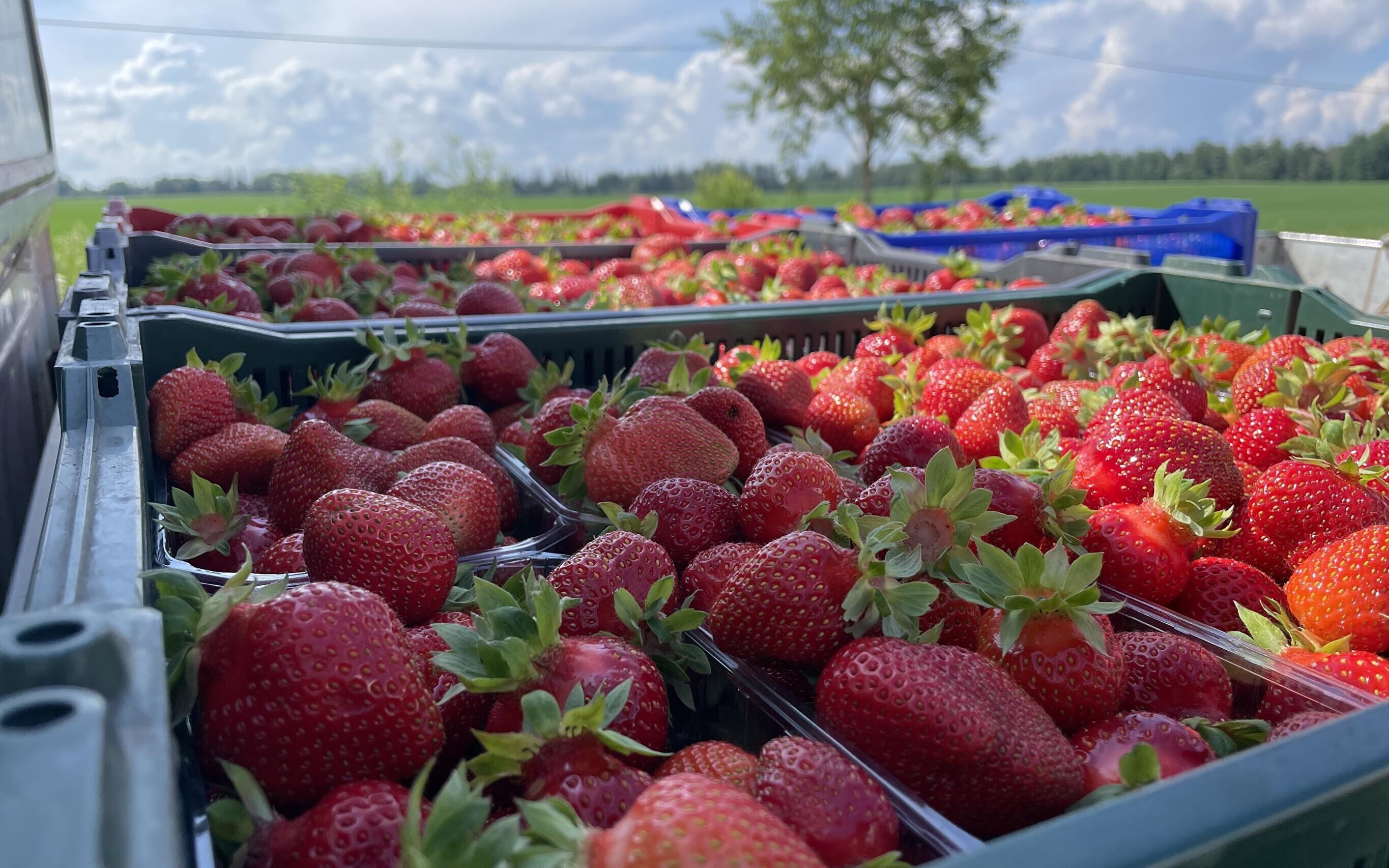 Foreign seasonal workers in Estonia mainly head to agricultural jobs